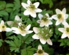 Show product details for Anemone nemorosa Greenfingers